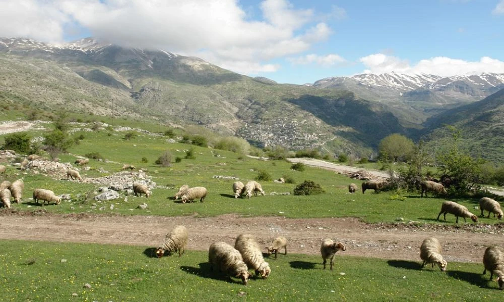 Λάρισα: Απογοήτευση στους κτηνοτρόφους από τις υπέρογκες αυξήσεις – Υψηλές οι τιμές του οβελία